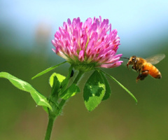 bee with you