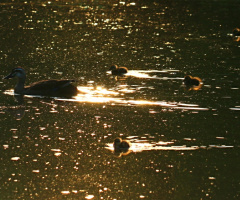 in the sunset…