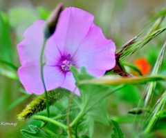 just a flower 
