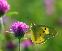 Yellow butterfly
