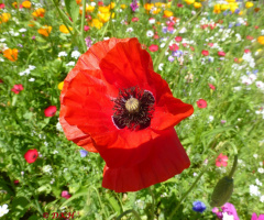 Mohn