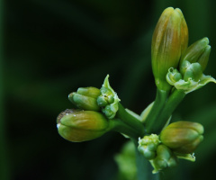 Soon a flower