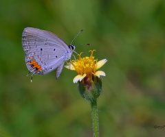 Mini Butterfly