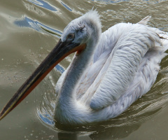 Dalmatian Pelican