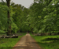 The Beech Forest
