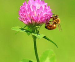 bee with you