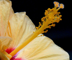 Hibiscus II
