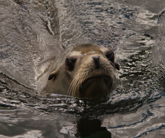 Hello Sea Lion !