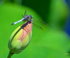 Dragonfly in a lotus button