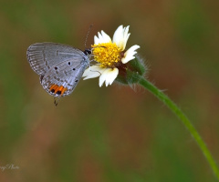 Mini Butterfly