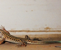 a visitor ,,,,,,