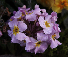 Colour