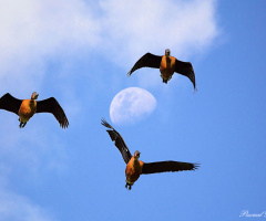 Ducks in heaven
