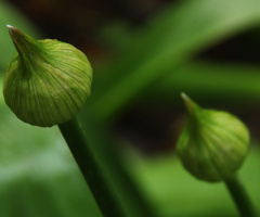 Green before flowering...