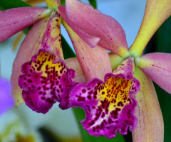 Orchids IV