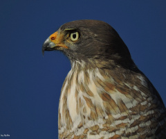 Look of a Hawk