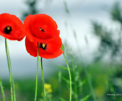 poppies ♥  