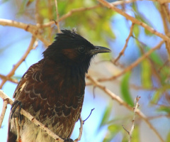 red hip bulbul