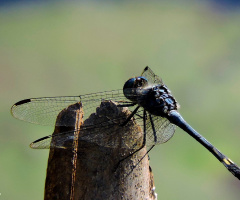 Details of a Dragonfly