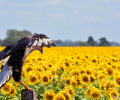 On the sunflowers