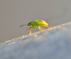 the little green... :)) 