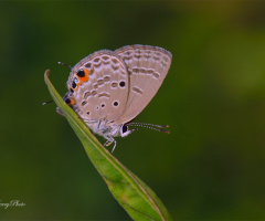 Mini Butterfly