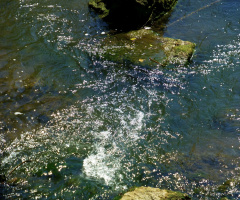Die stille Enz (Detail)