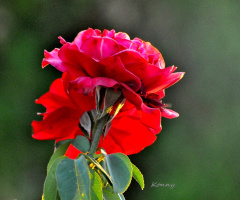 red roses 