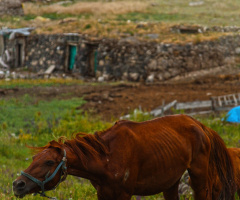 Doğadan