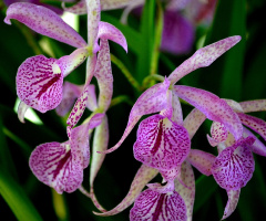 Orchids V