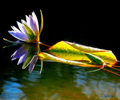 Reflex Nymphaea