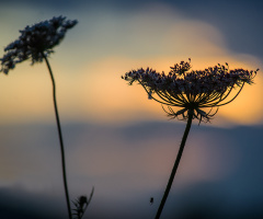 Summer evening