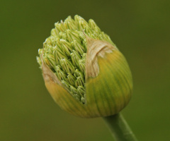 Yet to bloom