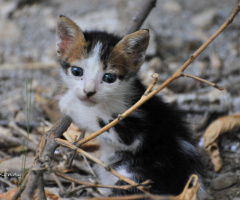 bir avuç....♥  