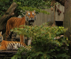 Amur Tigers