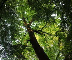 Looking up
