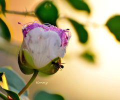 caper flower