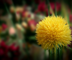 Essence of Season 