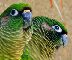 A charming couple