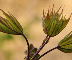 Three leaves