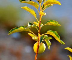 one apple 