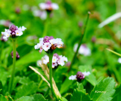 mini flowers .. 