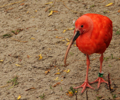 Funny Bird