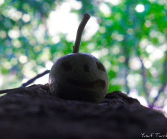Monster :)