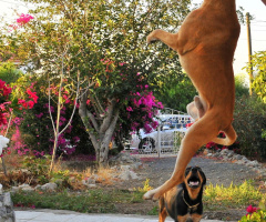 Flying Dog... :))) 