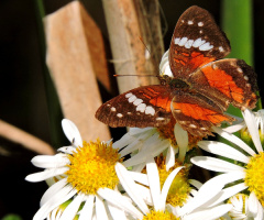 Borboleta I