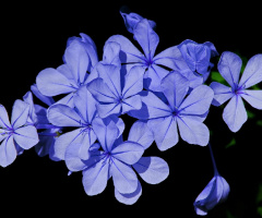 Strong blue