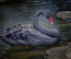 Black swan