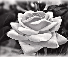 Beauty Queen II