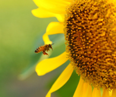 honeybee